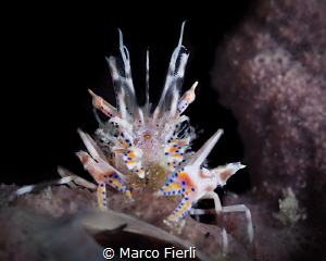 Spiny Tiger Shrimp by Marco Fierli 